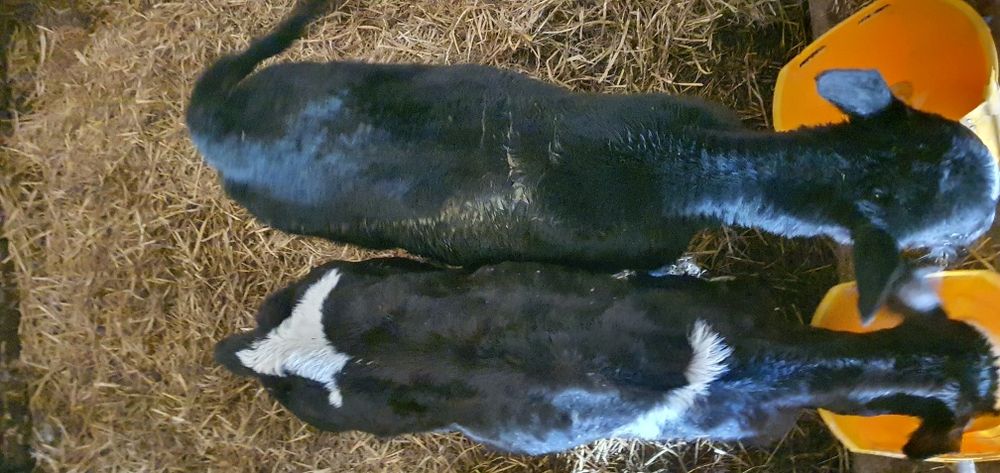 Cielęta mięsne cielaki mm hf samodzielne polskie gospodarstwo i na mle