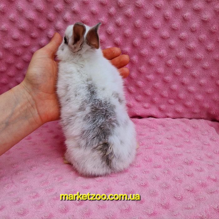 Карликовий мини кролик нидерландский мальчик бельій пятнистьій