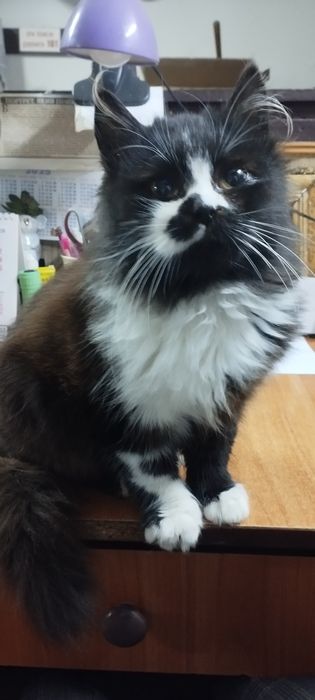 Котик 3-4 місяці в хороші руки