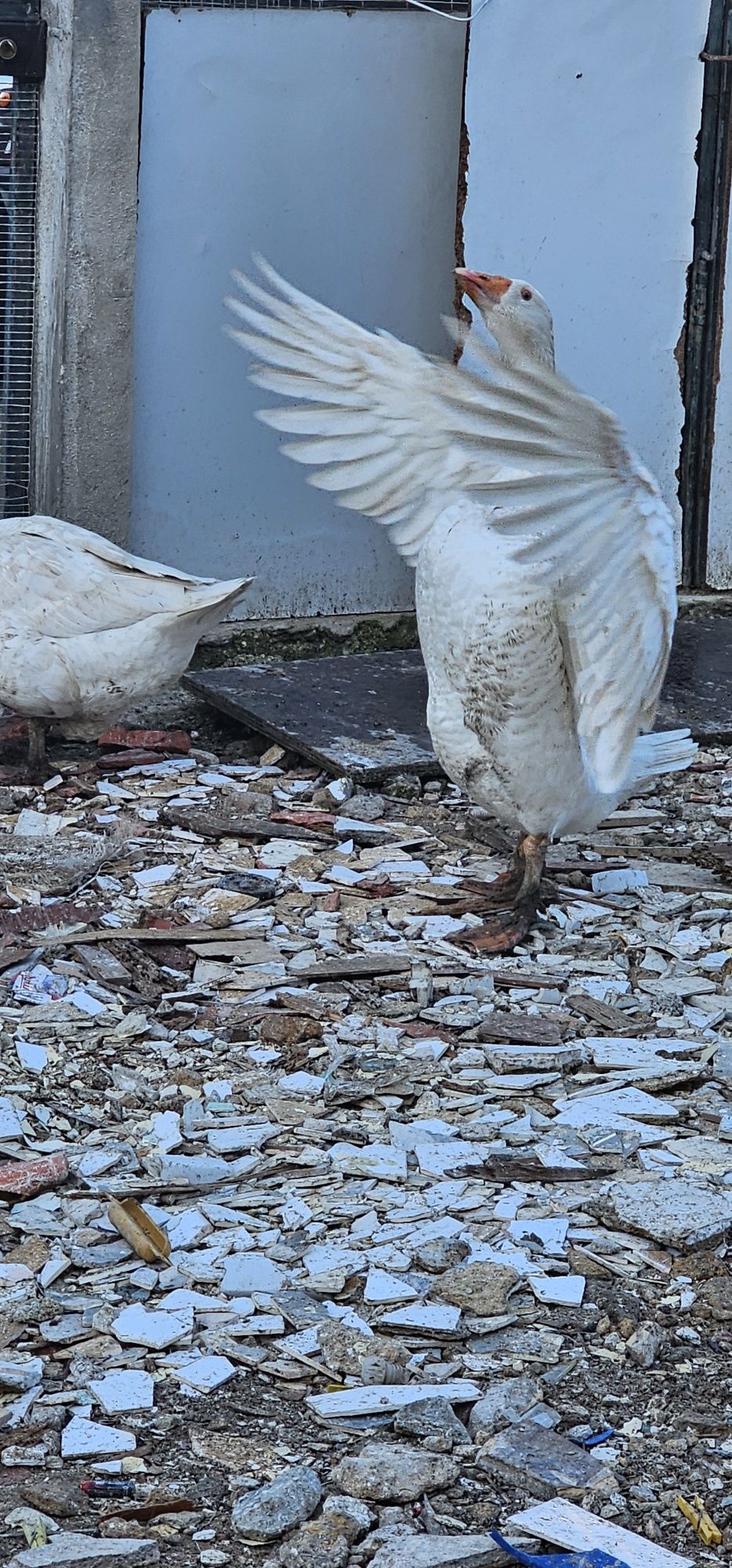 2 Patos Gansos Branquinhos