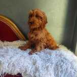 Cockapoo > Cocker Spaniel & pudel > dostępny ostatni  piesek  .