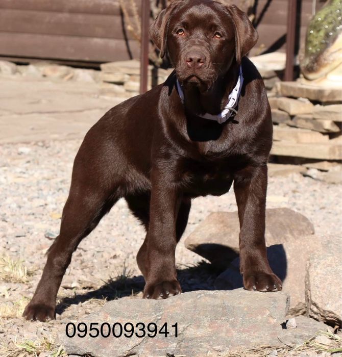 Перспективні лабрадори Запоріжжя