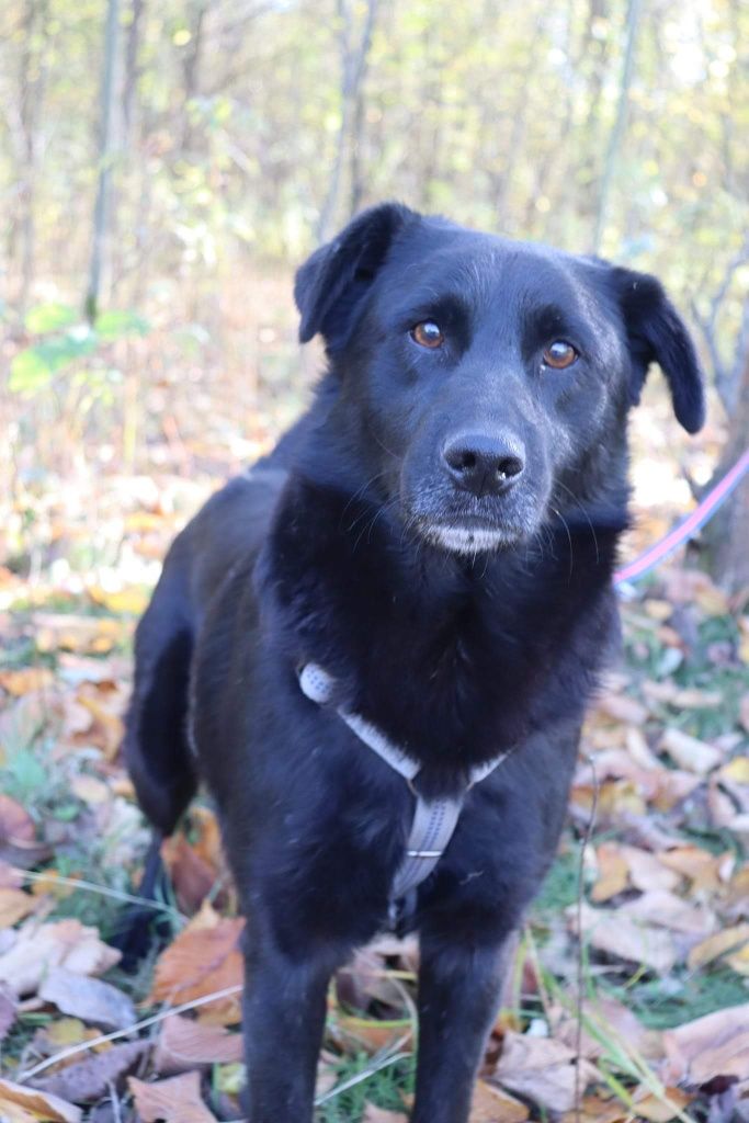 Tobi słodziak do adopcji. Czeka w schronisku i nikt nie pyta o niego