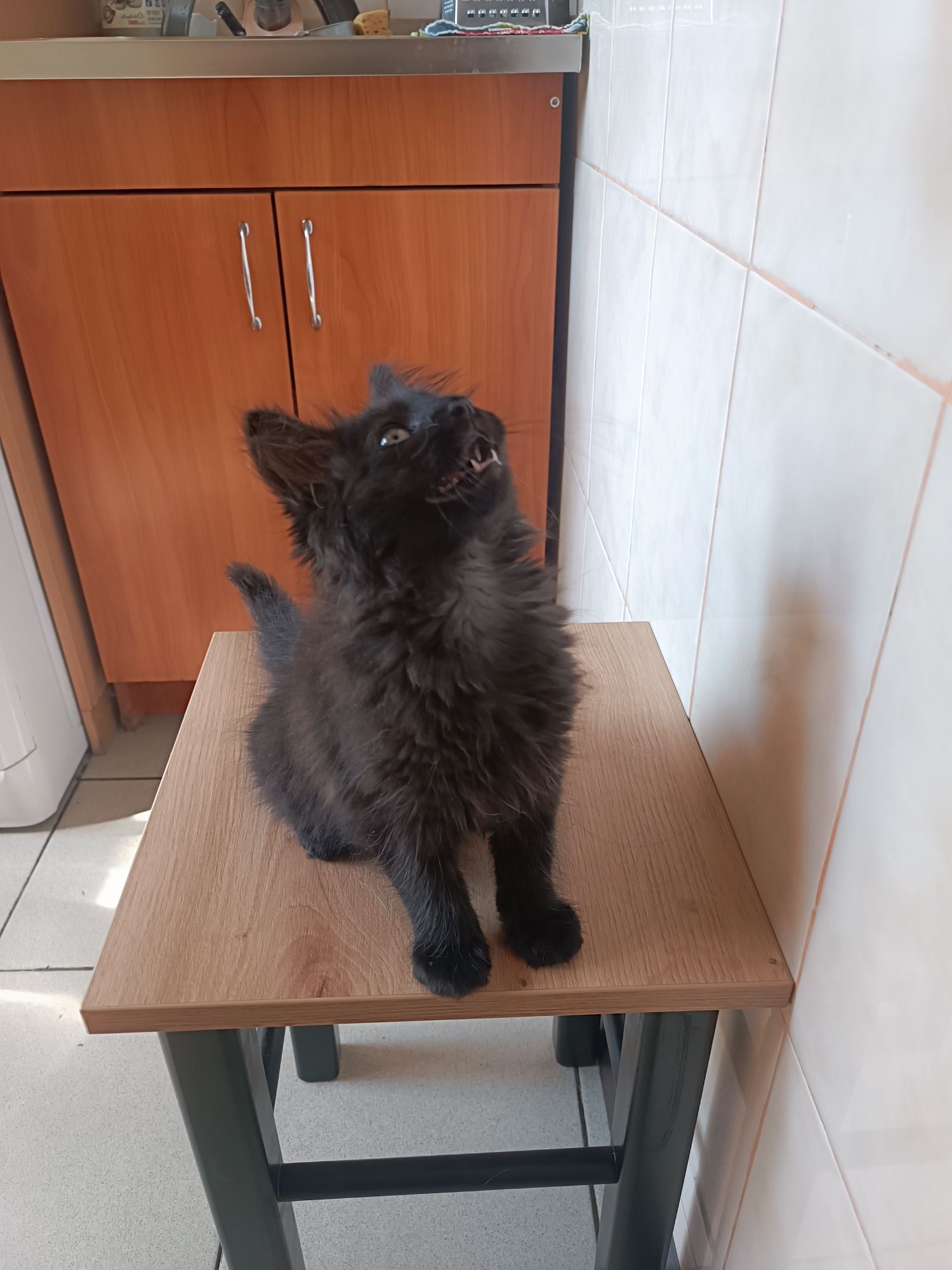 Котенок в хорошие руки