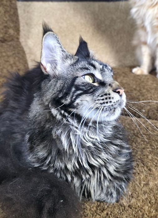 Шикарный крупный мальчик