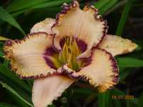 Liliowce – nowe, unikalne odmiany!