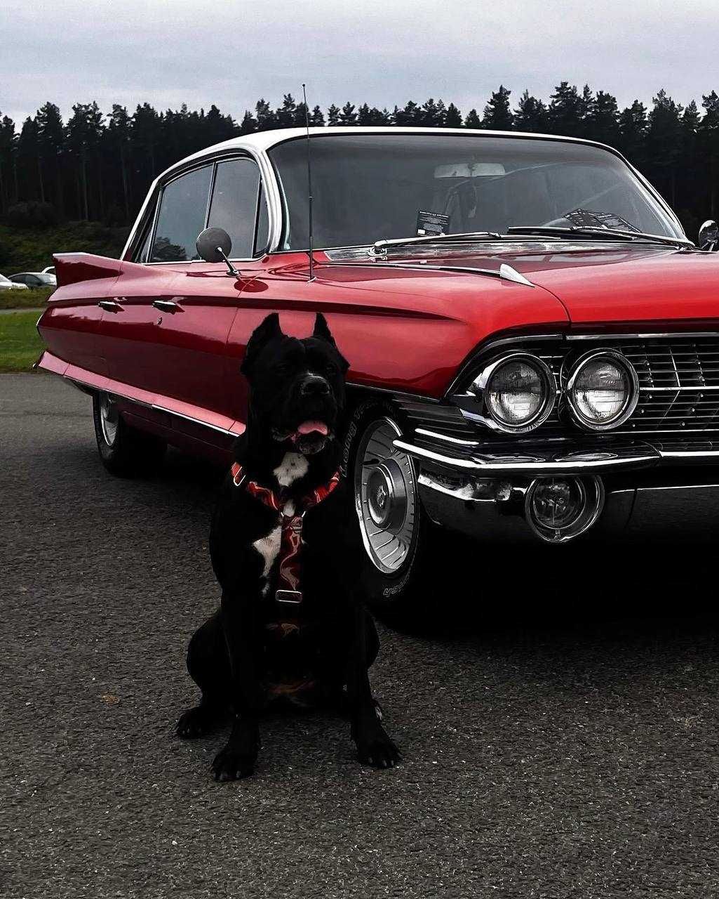 Cadillac Deville 1961 6,2 l