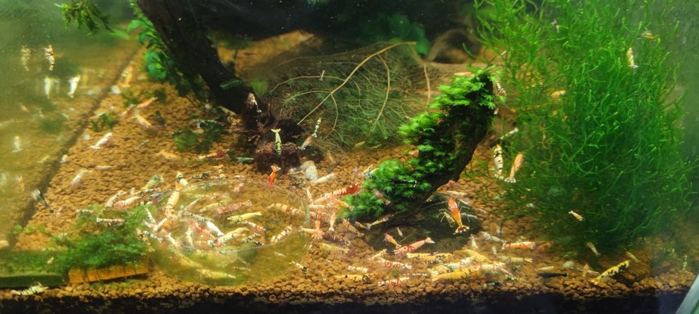 Krewetki Caridina mix hybrydy. Taiwan, bee, tiger, taitibee