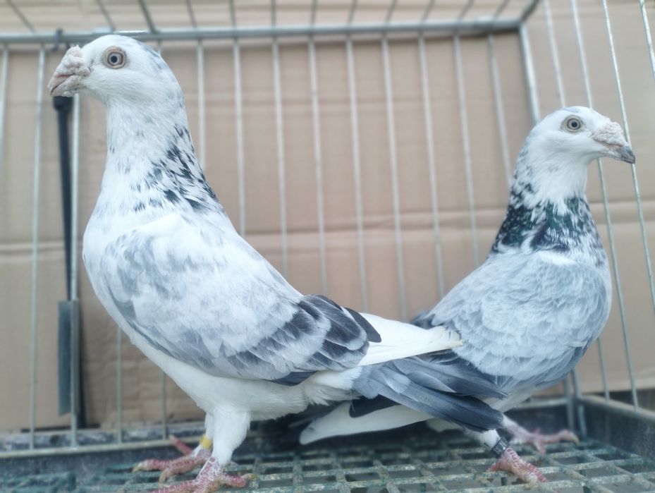 Gołębie Staropolskie