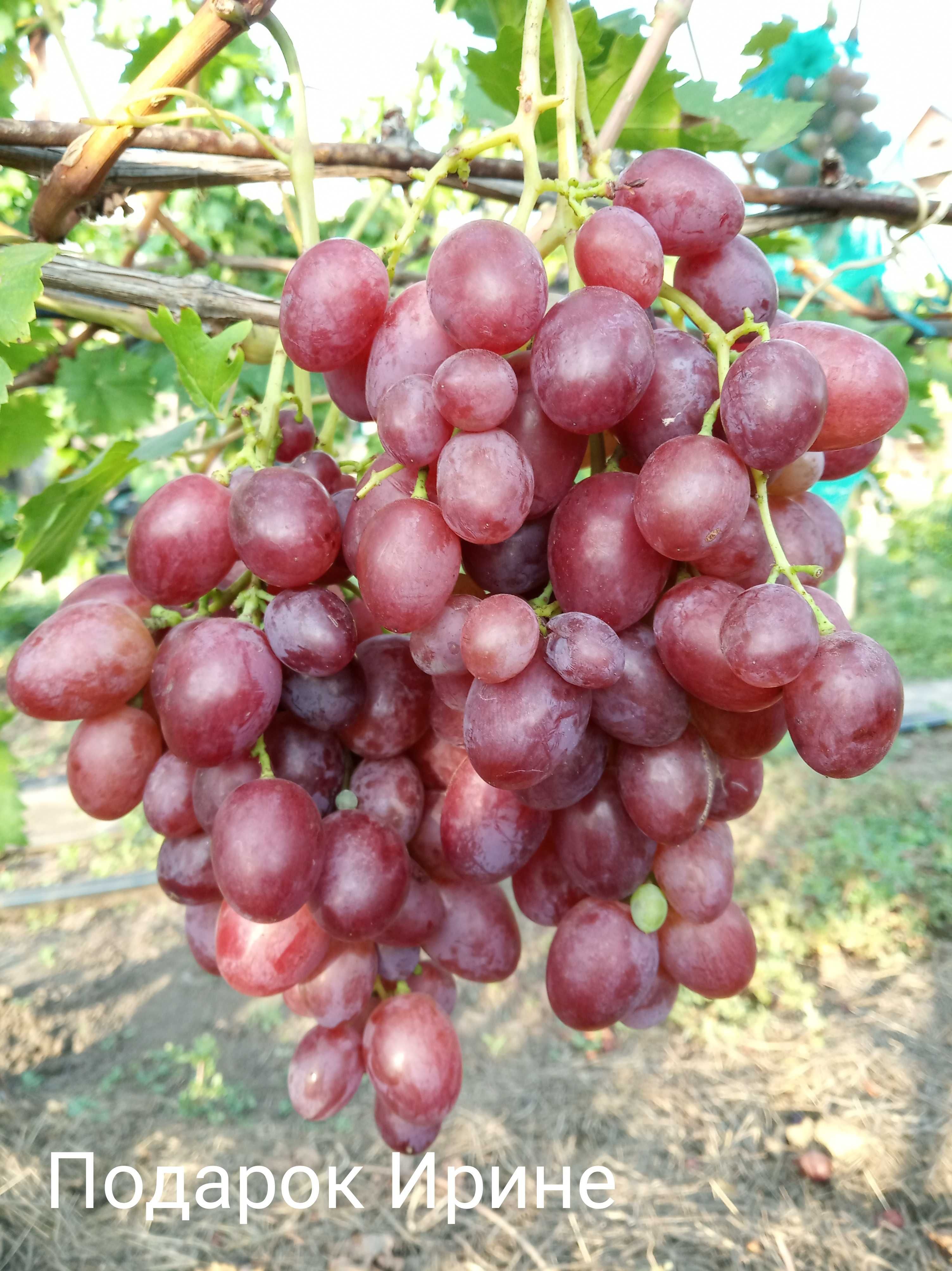 Саданці морозостійких сортів винограду