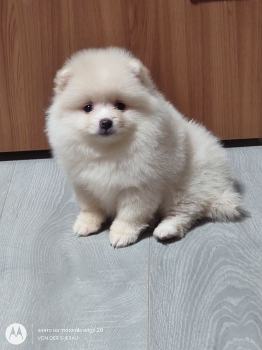 Красунечка померанського шпіца