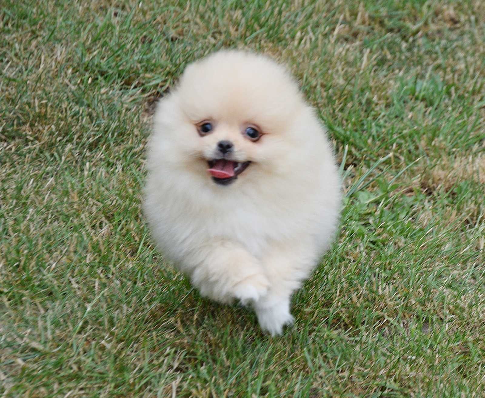 Piesek Pomeranian- Olek- gotowy na kochający dom