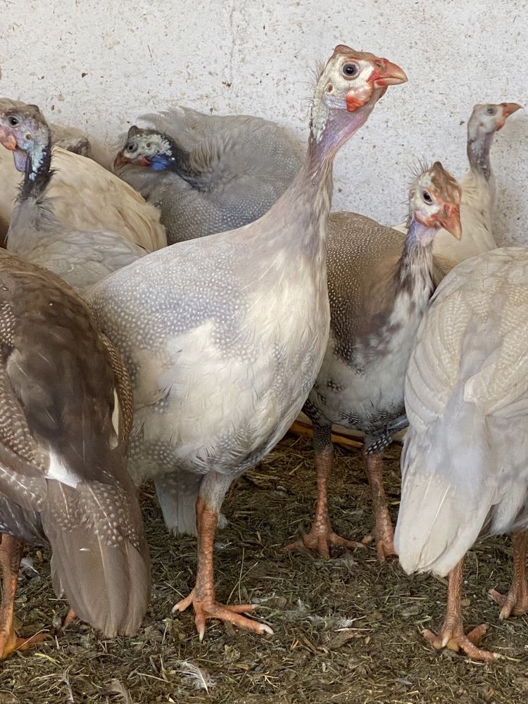 Galinhas pretas/ pedrês/leghorn.