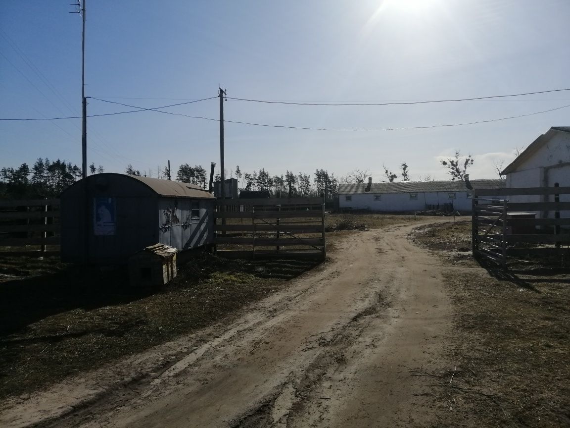 Продам діючу свиноферму