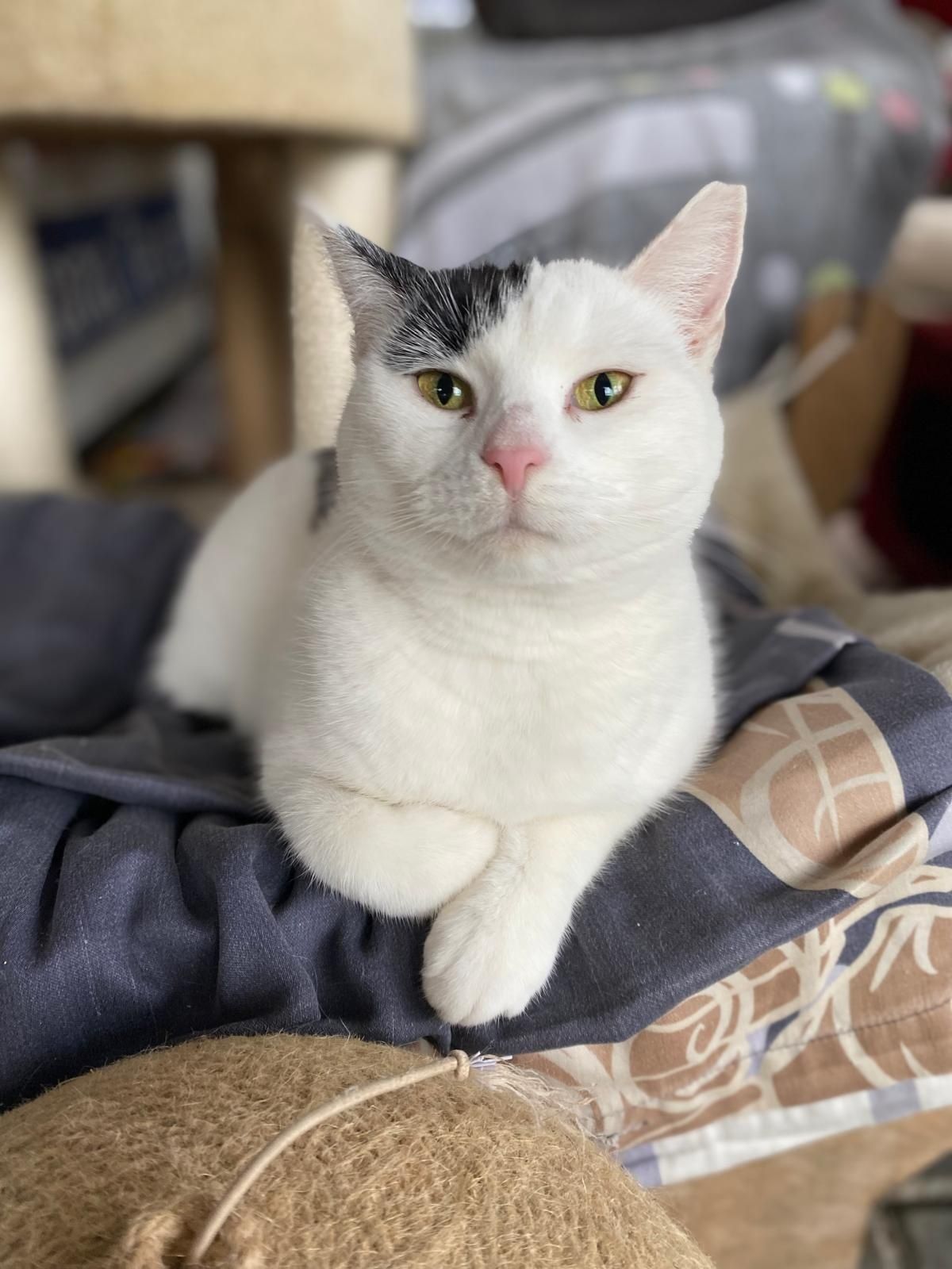 Koty do adopcji OLEŚNICA