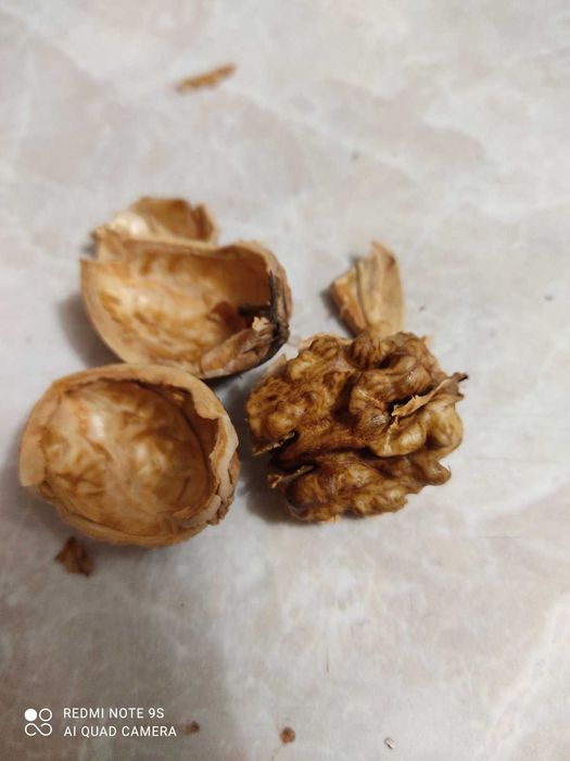 Горіхи грецькі (волоські), нелущені, урожаю 2025 року