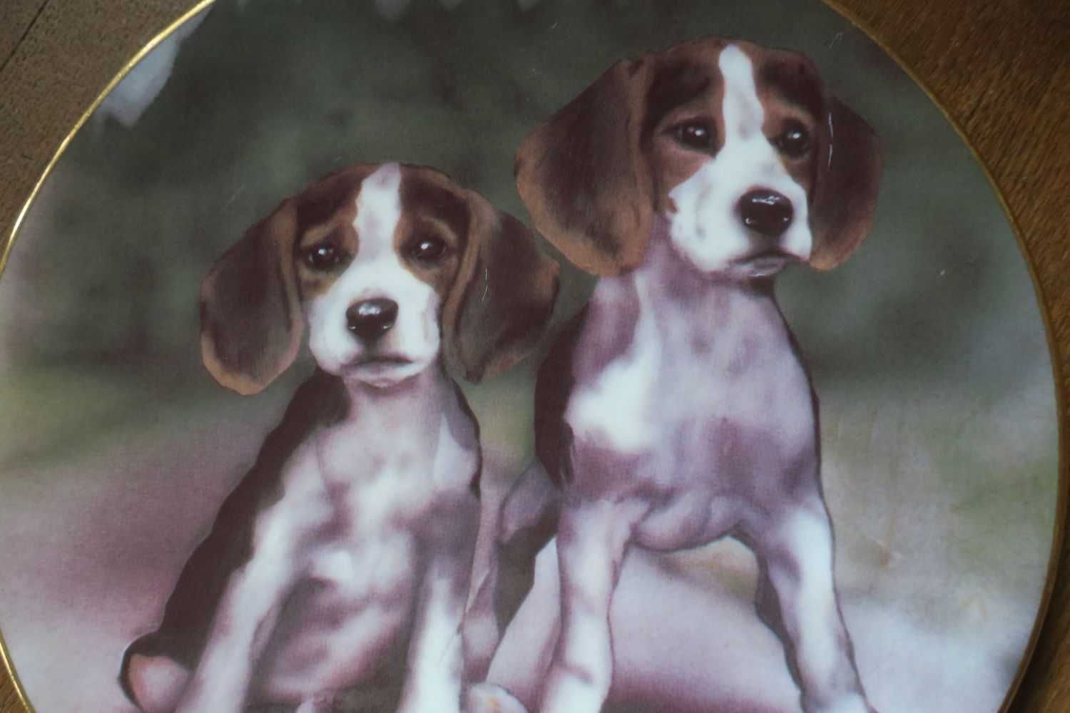 Porcelanowy talerz kolekcjonerski Royal Grafton pies beagle
