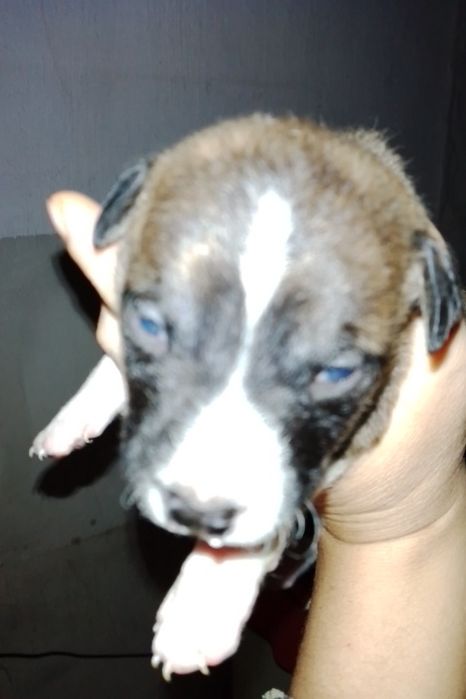 Продажа щенков амстафа