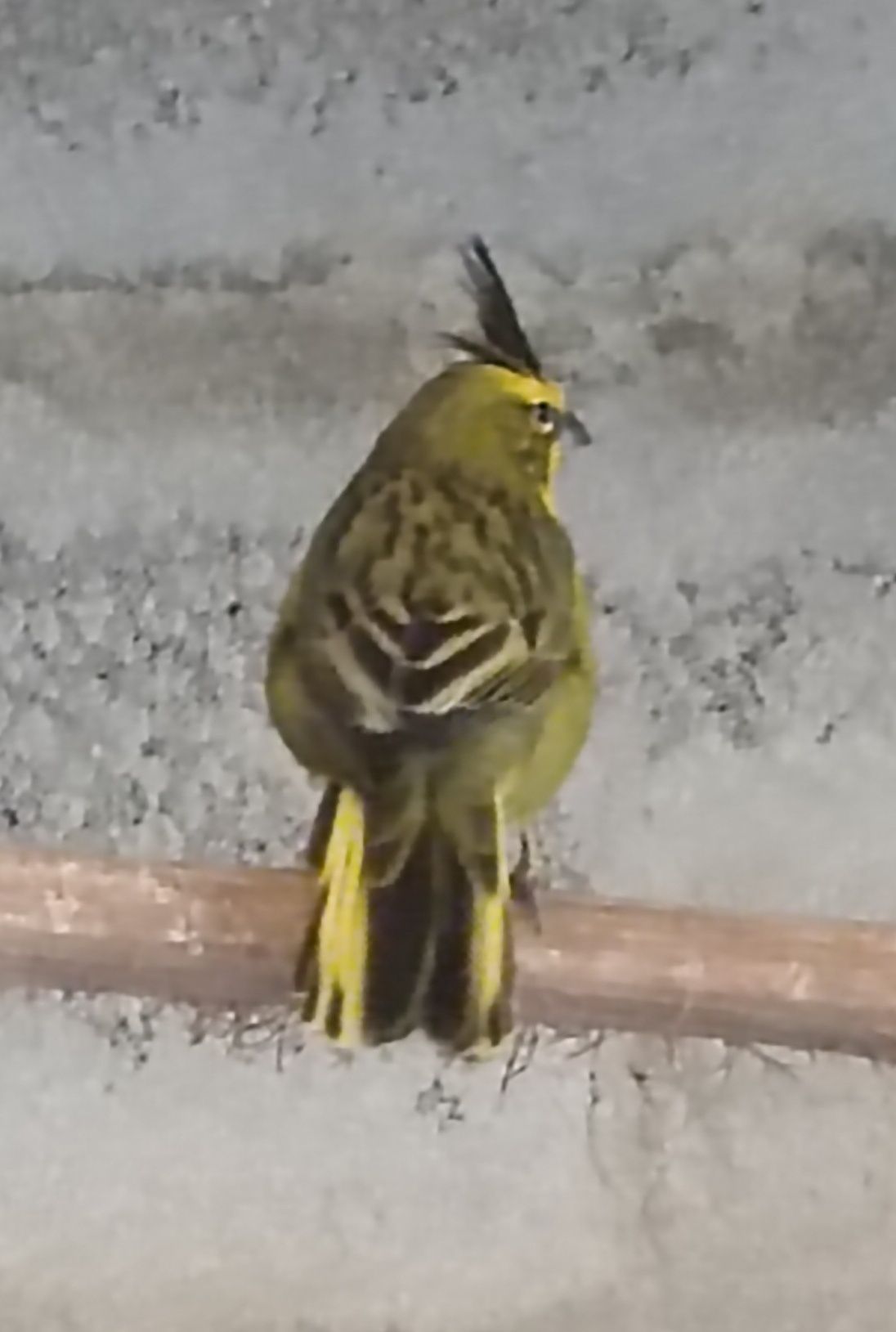 Cardeal Amarelo (Gubernatrix cristata)