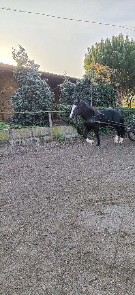 Poldro 4 anos Percheron x Hispano Breton