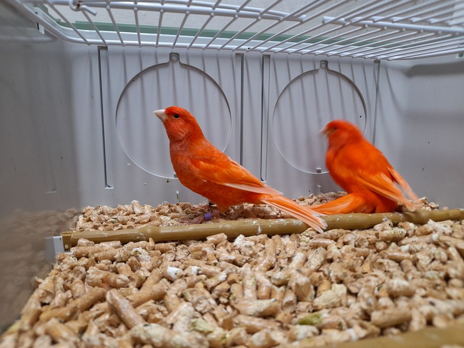 Kanarek/kanarki czerwone