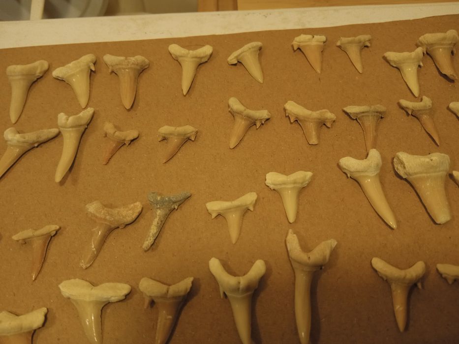 Lote 40 fósseis dentes de tubarão