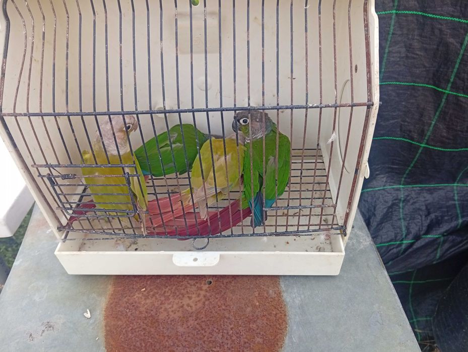 Red rumped pyrrulas bourks caturras e agapórnis