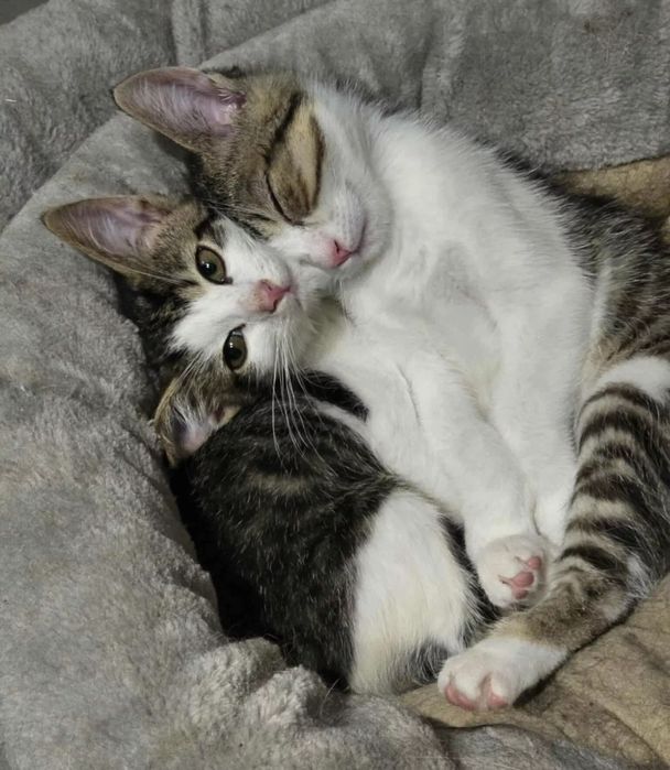 Simba i Nala niezwykłe kotki do adopcji