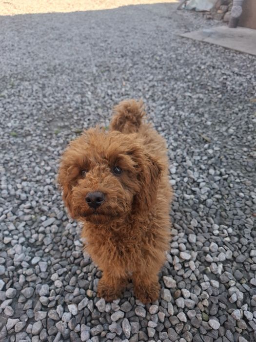 Suczka pudel miniaturowy Red 4,5 miesięczna