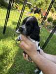 Suczka cocker spaniel
