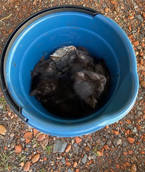 Pomocy dla 7.kociaków z lasu,uratowane,wyrzucone jak śmieci,kocięta