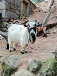 Cabras anãs/israelitas