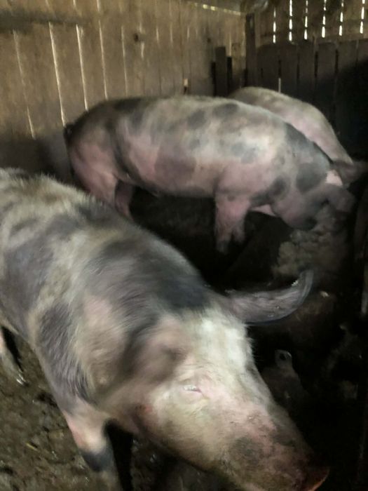 Продам мʼясо (свинина домашня)