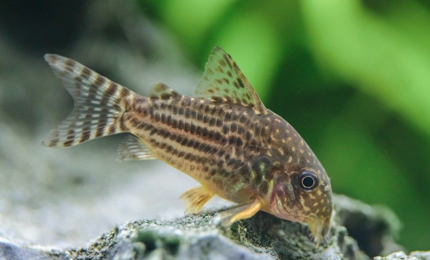 Kirys STERBY kirysek Corydoras STERBAI polska hodowla - Adamiak-ZOO