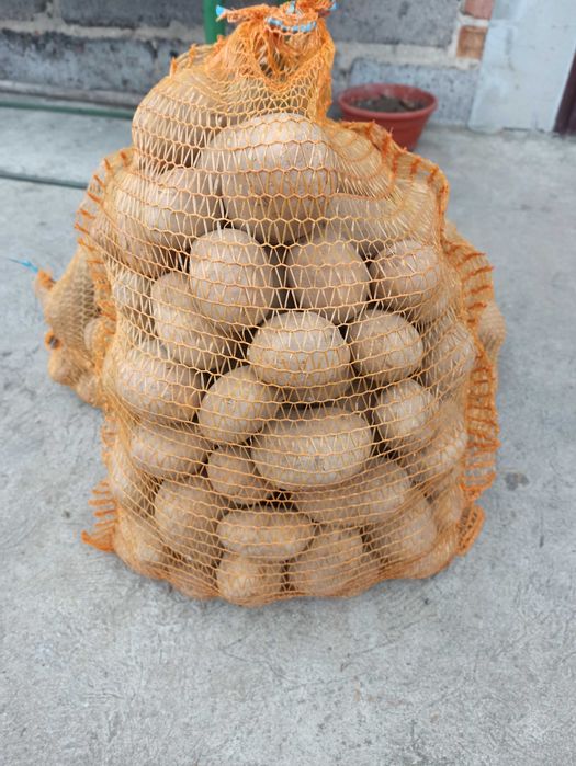 Ziemniaki jadalne odmiany Soraya