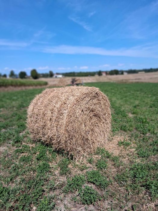 Sprzedam bele słomy