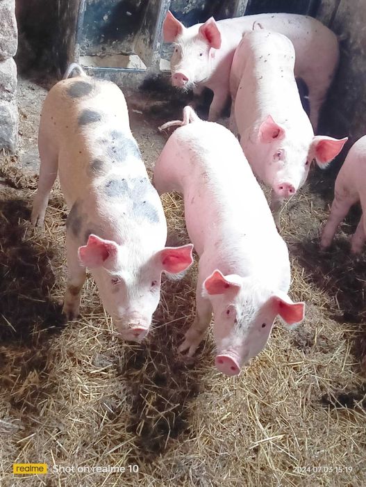 Tucznik/świnia/prosięta