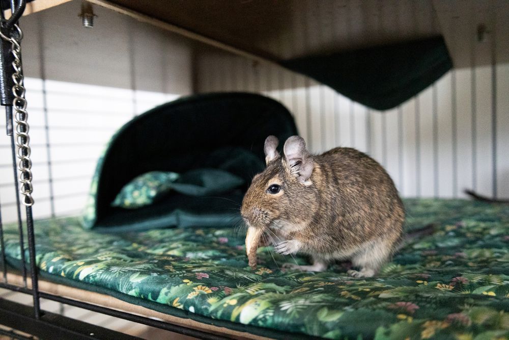 mata materac do klatki dla szynszyla królika świnki 140x70cm zielona