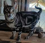Gato tigrado jovem extremamente meigo para adoção