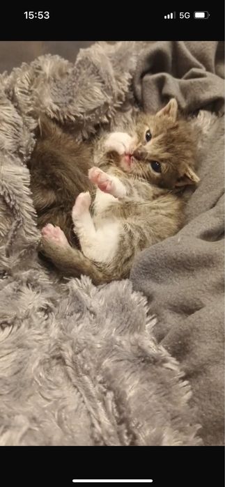 Małe kotki do adopcji