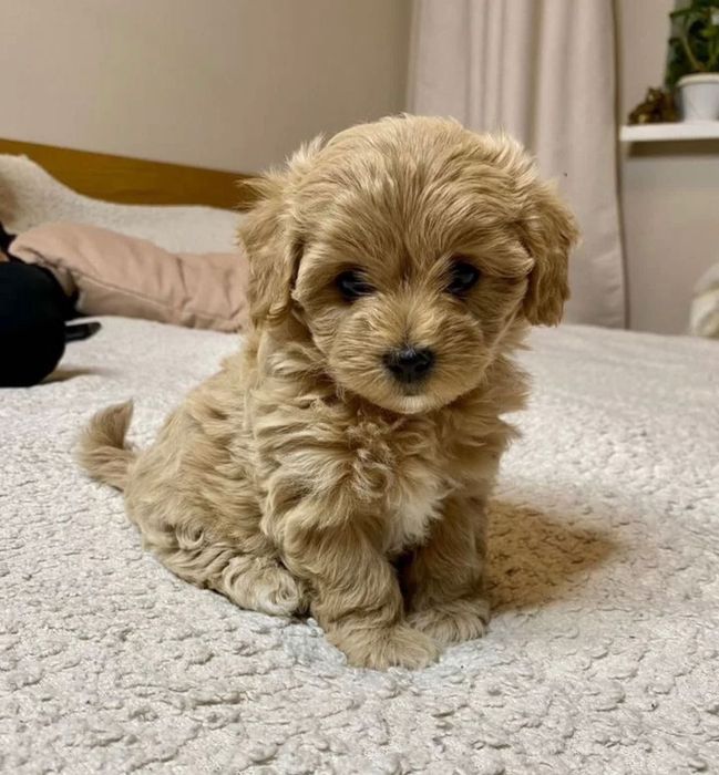 Собачка мальтипу ф1