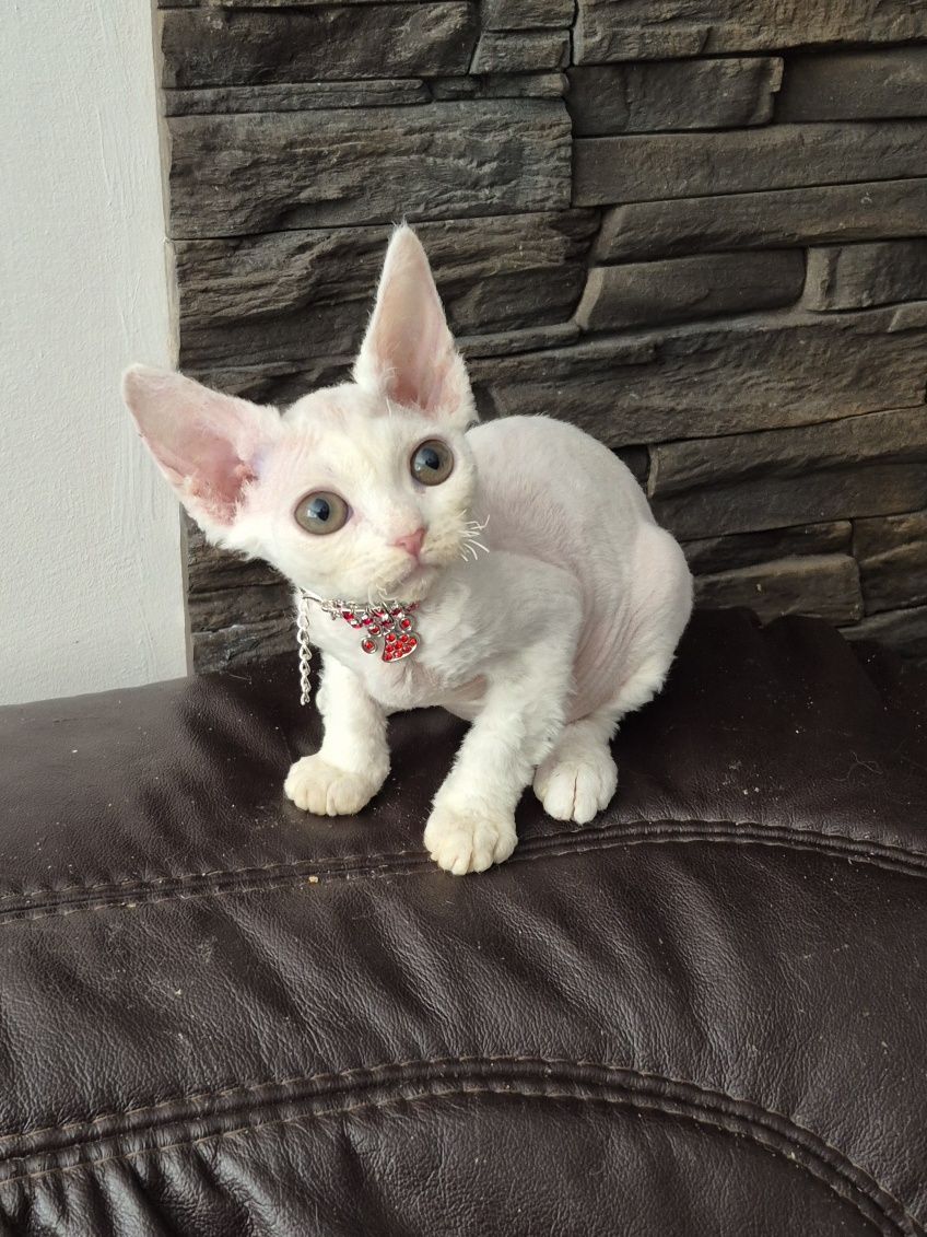 Koteczka Devon Rex FPL