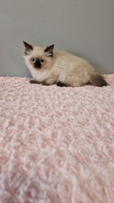 Śliczna kotka ragdoll