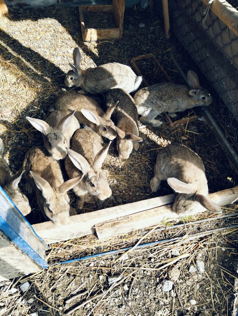 Animais da quinta