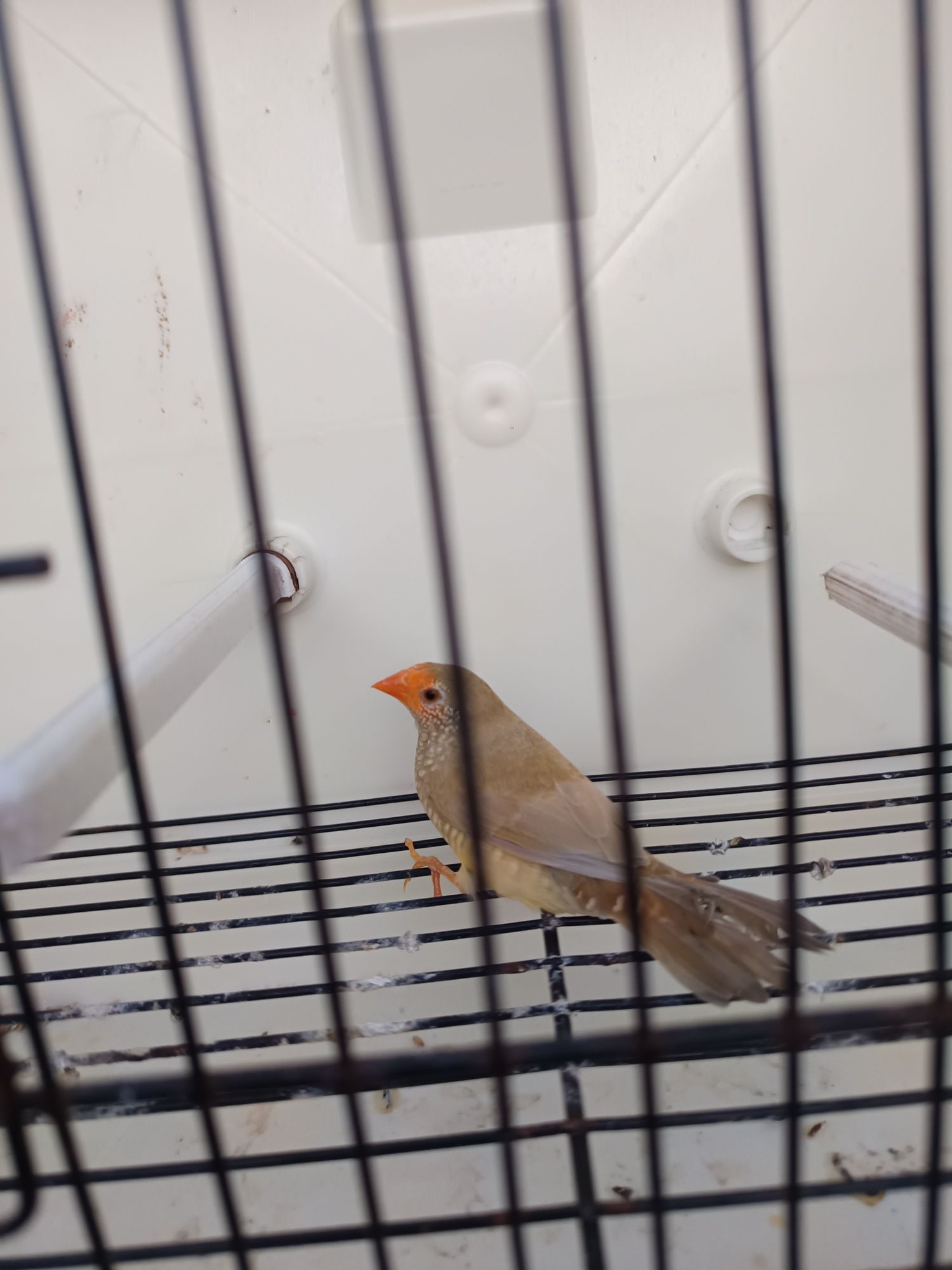 Diamantes gould, estrela e bichenov