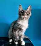 Maine Coon, kotka, rodowód FPL