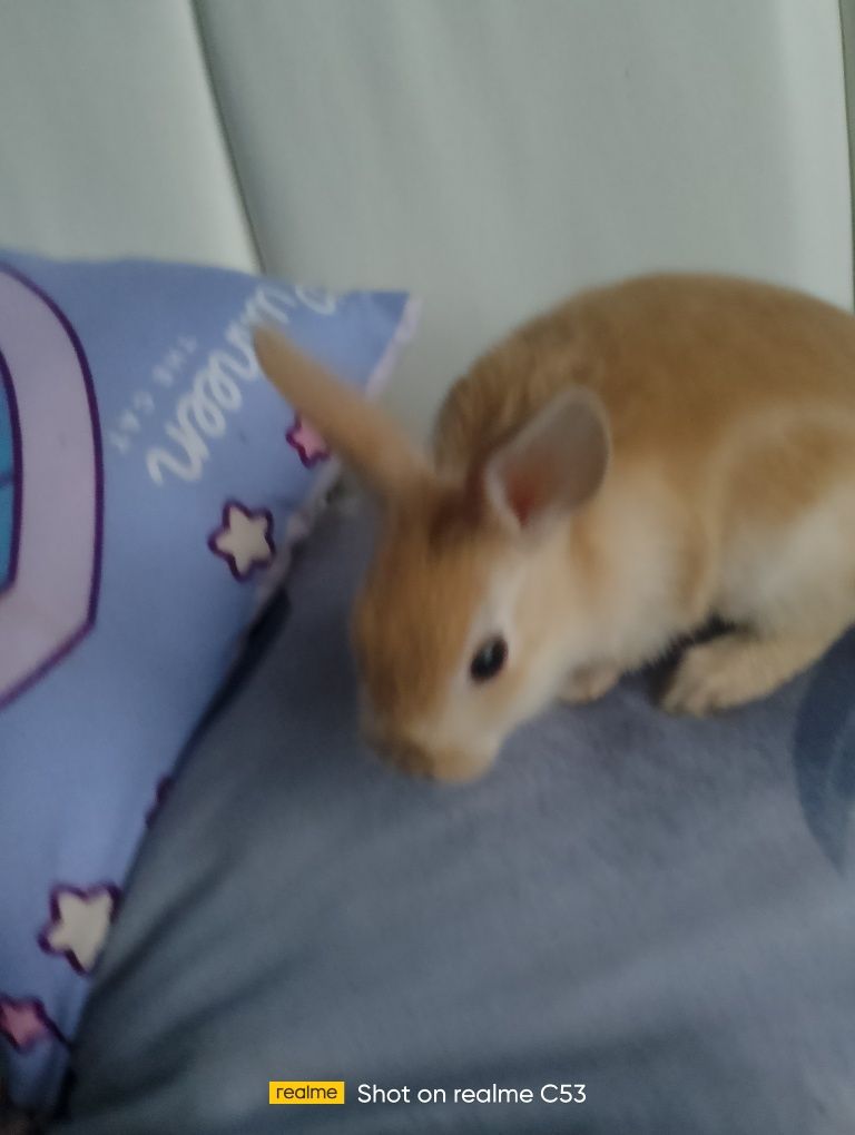 Królik miniaturka