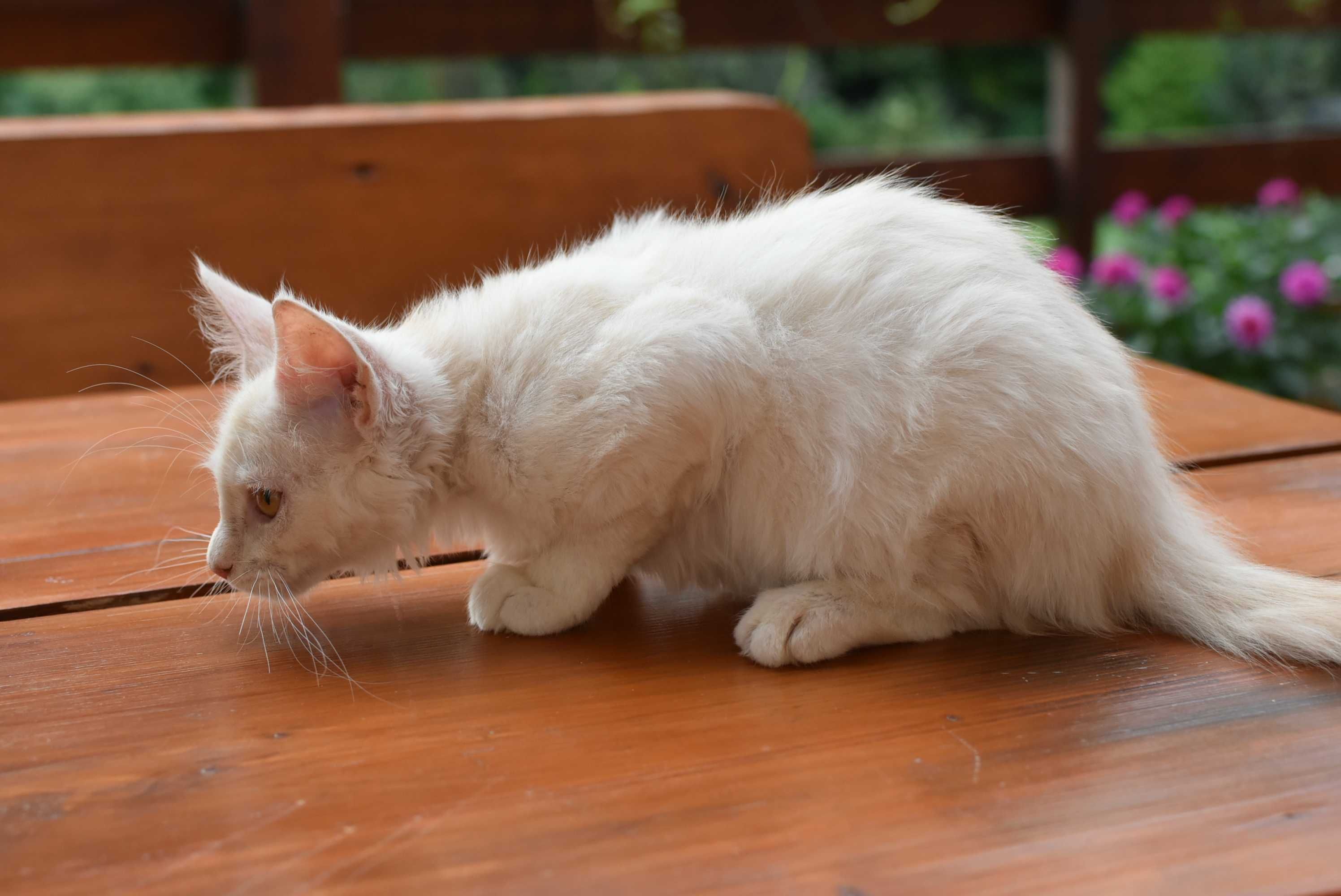 Gotowy do Odbioru/Kocurek Maine Coon ODO/Rodowód FPL