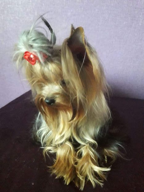 йорк красавчик с опытом ждёт дам