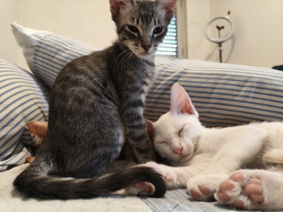 Dou -se quem tratar muito amor
